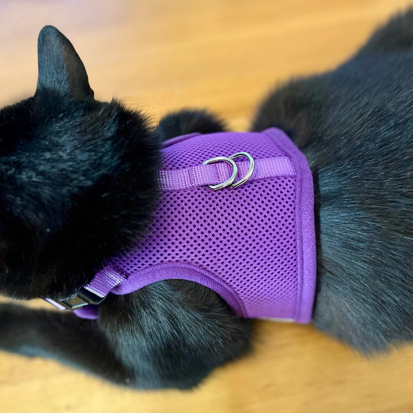 Postroj pro kočky - jednobarevný