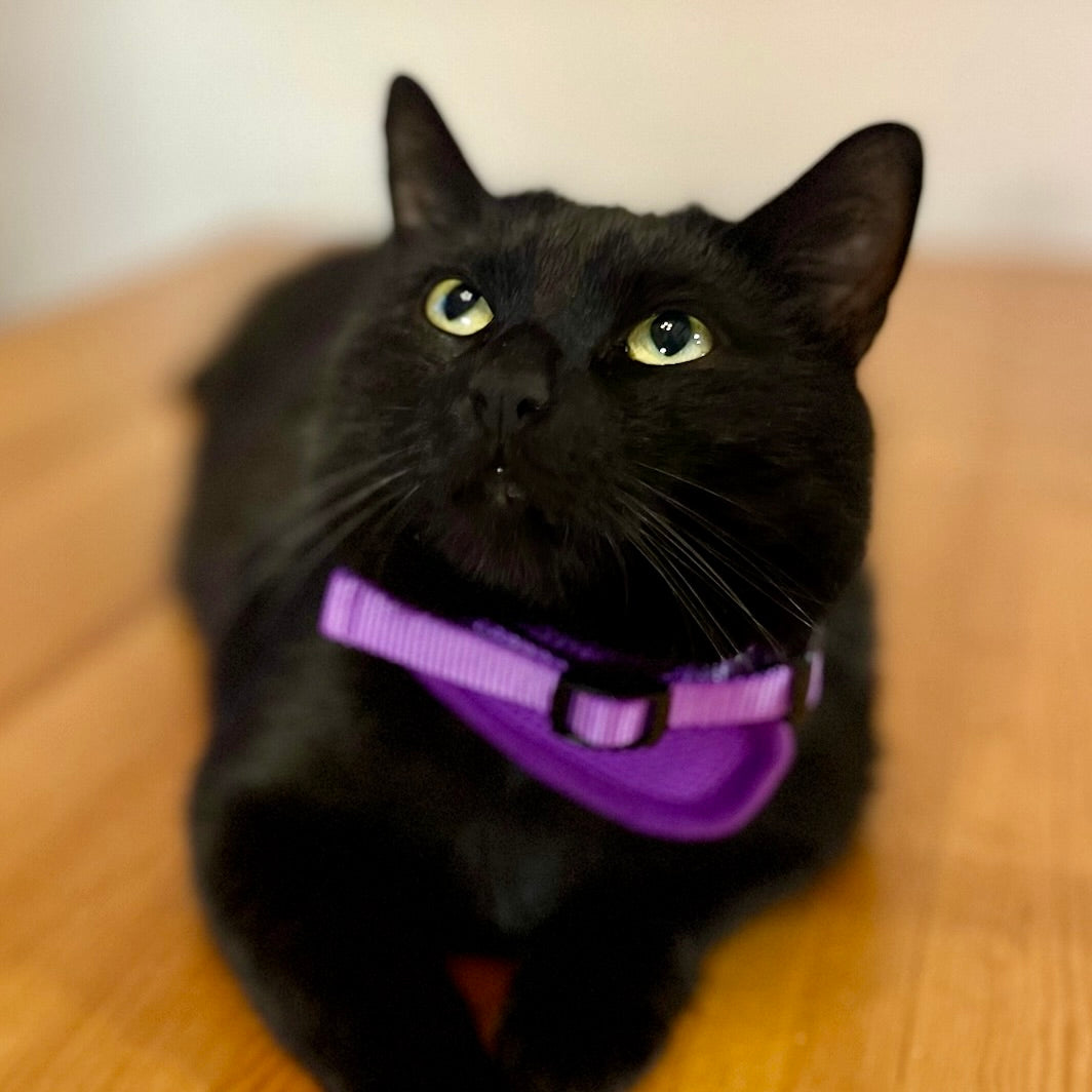 Postroj pro kočky - jednobarevný