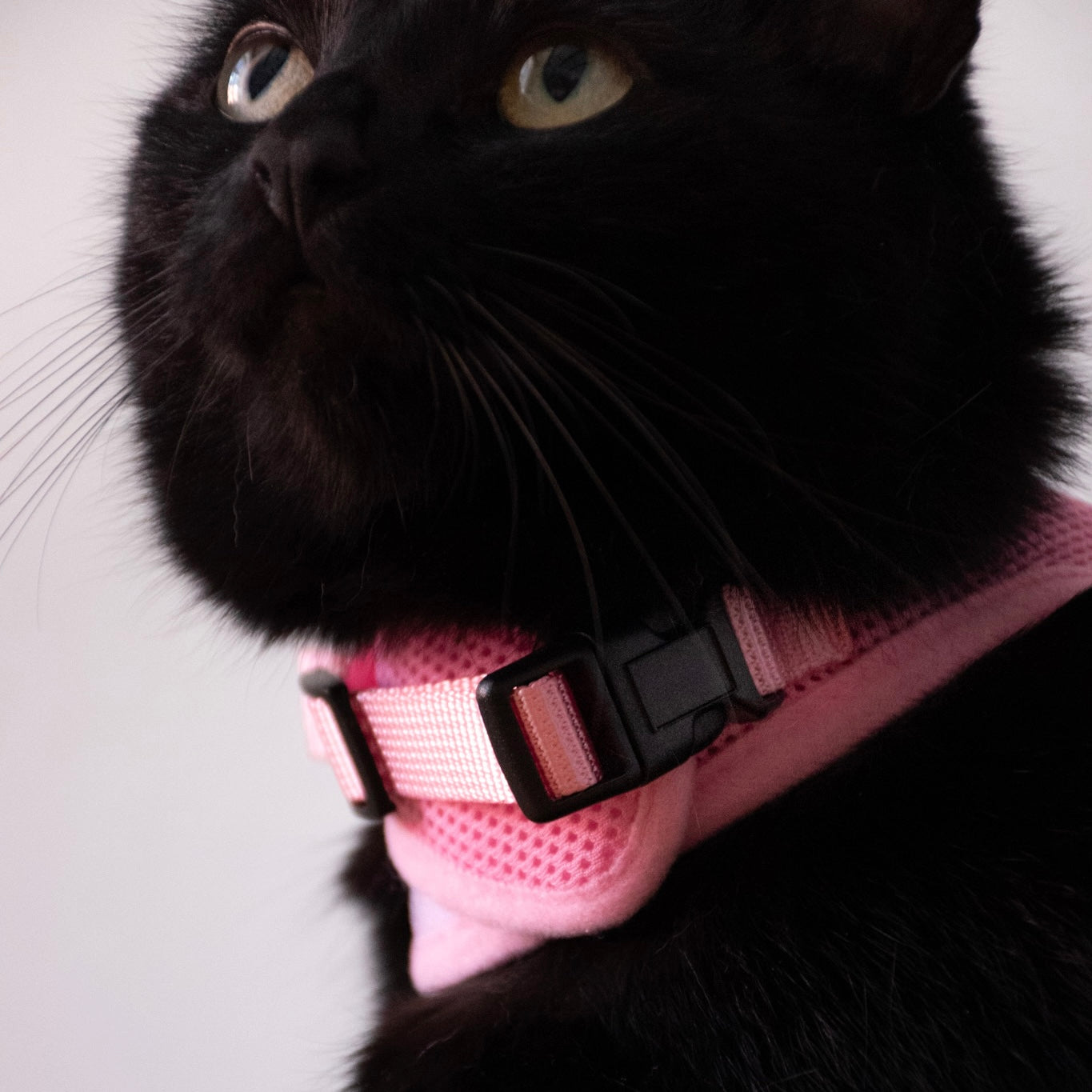 Postroj pro kočky - jednobarevný