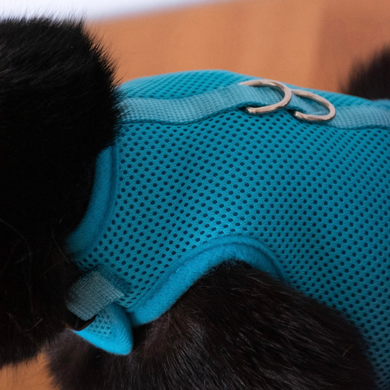 Postroj pro kočky - jednobarevný