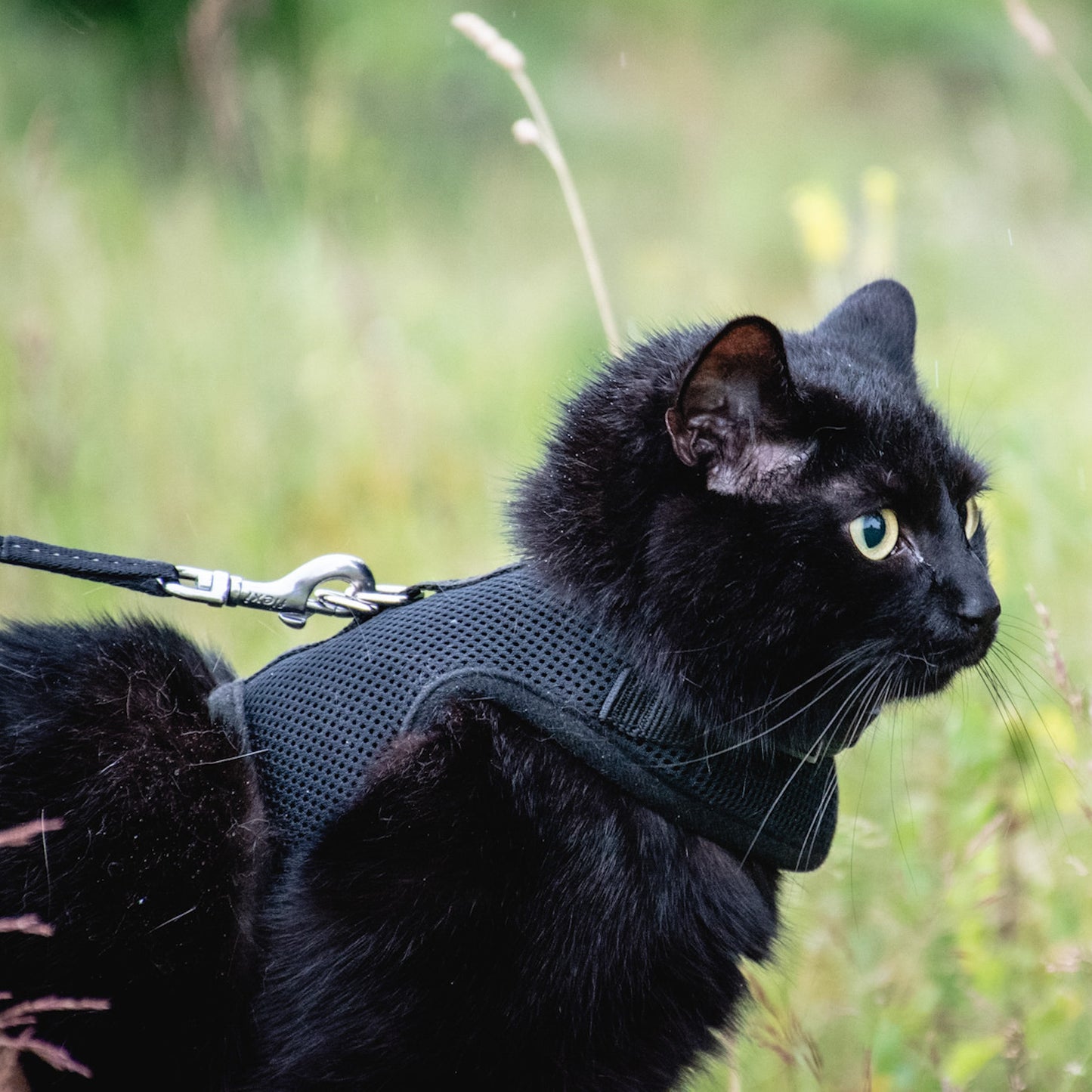 Postroj pro kočky - jednobarevný