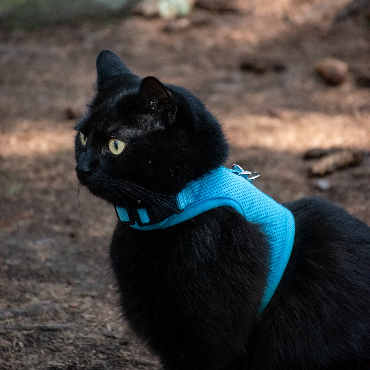 Postroj pro kočky - jednobarevný