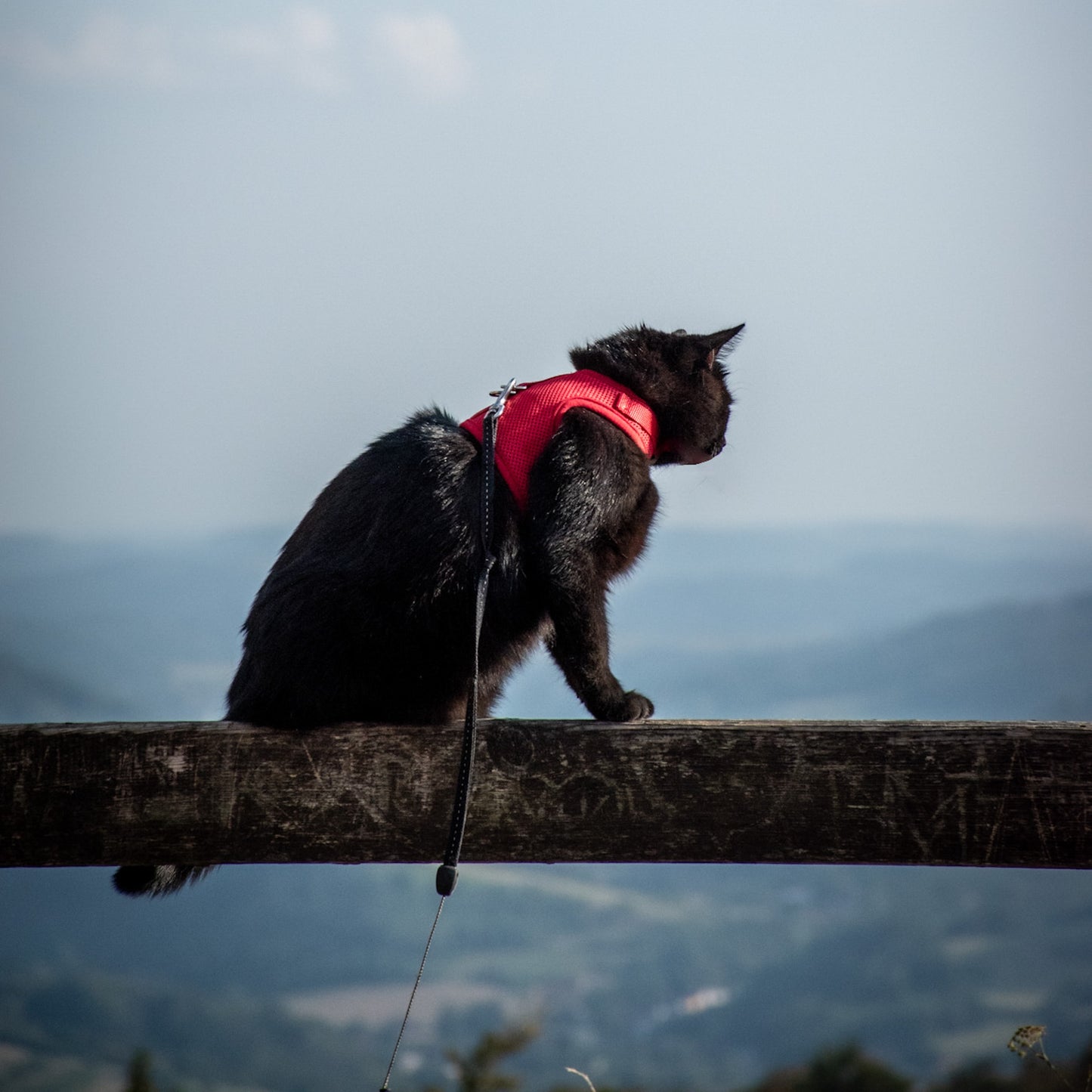 Postroj pro kočky - jednobarevný