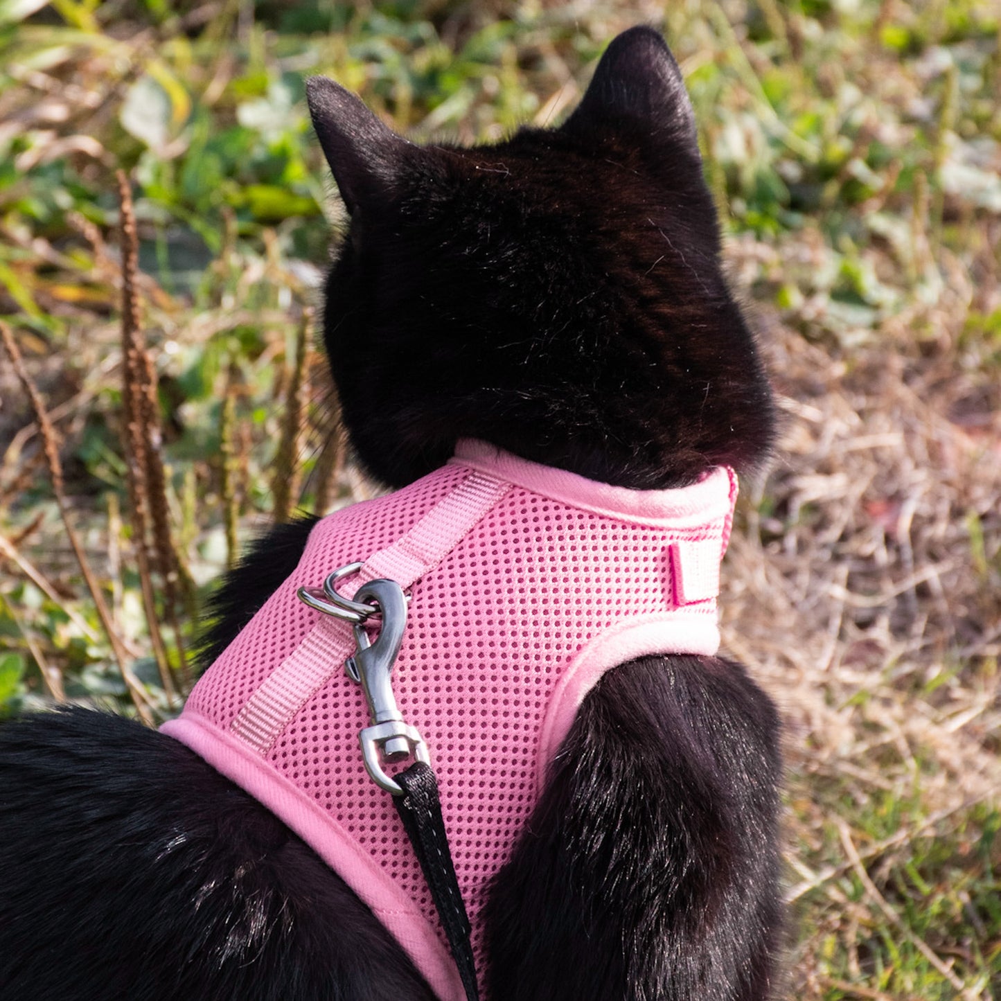 Postroj pro kočky - jednobarevný