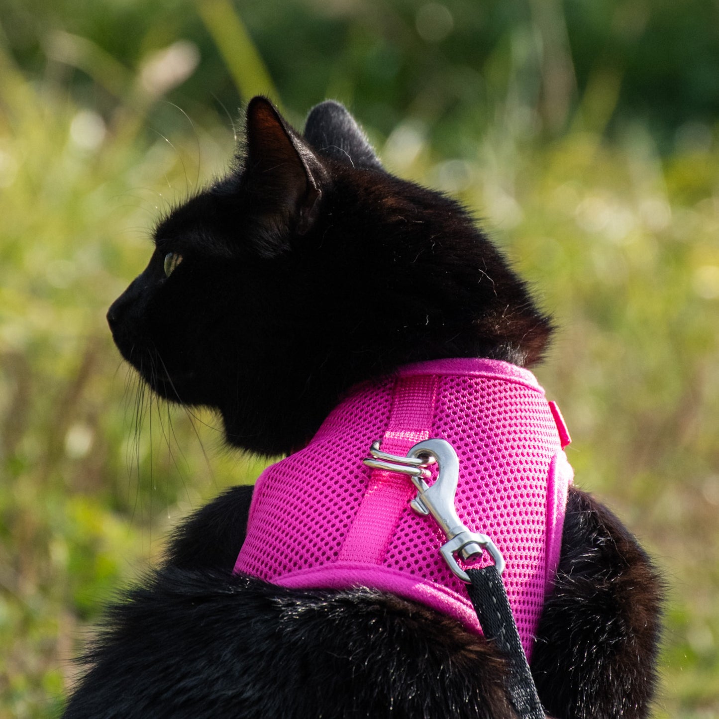 Postroj pro kočky - jednobarevný