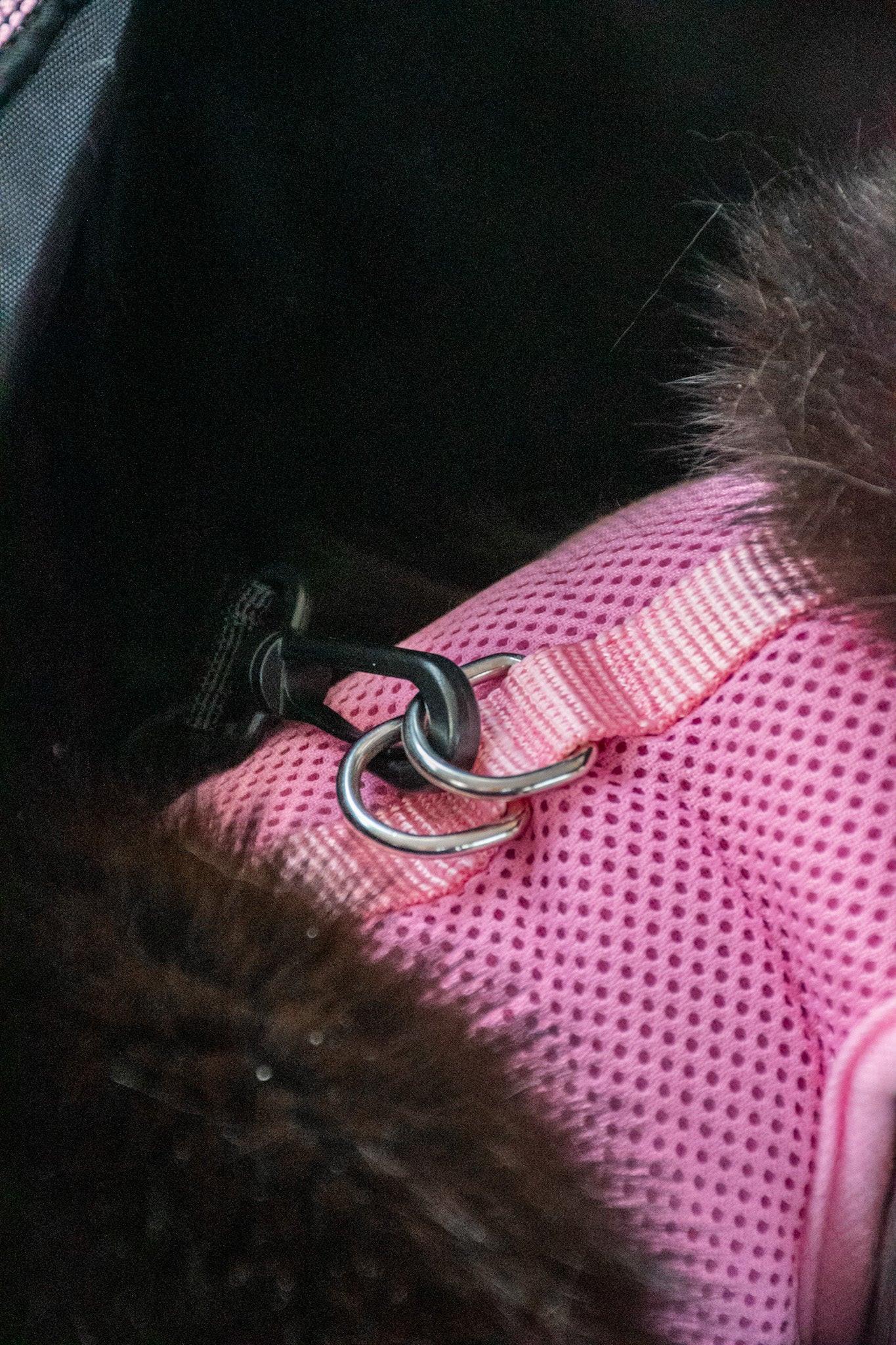 Cestovní taška pro kočky a malé psy