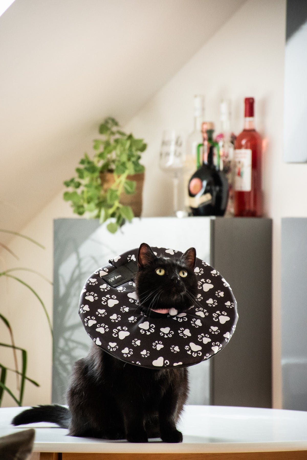 Veterinární límec pro kočky VETLímce